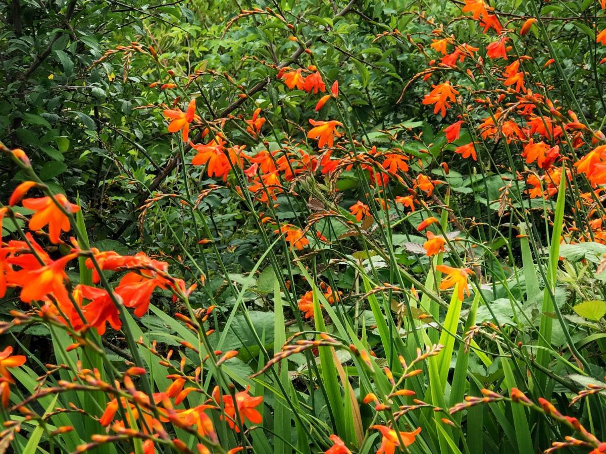 Niblick Bed & Breakfast Bantry Bagian luar foto