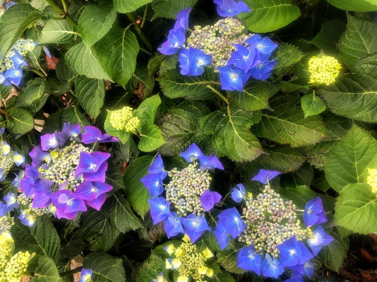 Niblick Bed & Breakfast Bantry Bagian luar foto